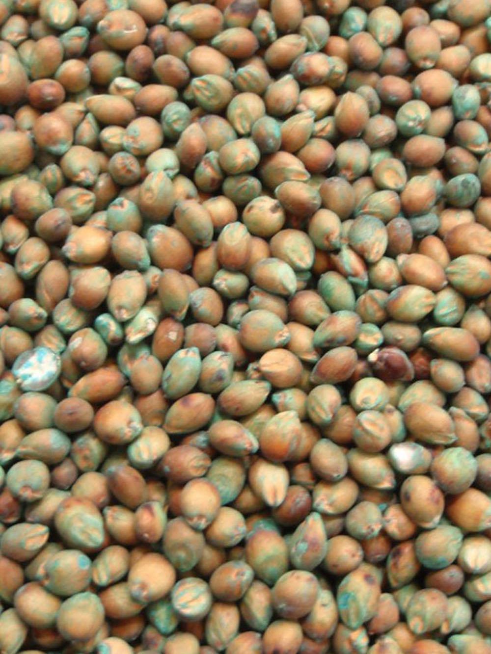 Grain Sorghum